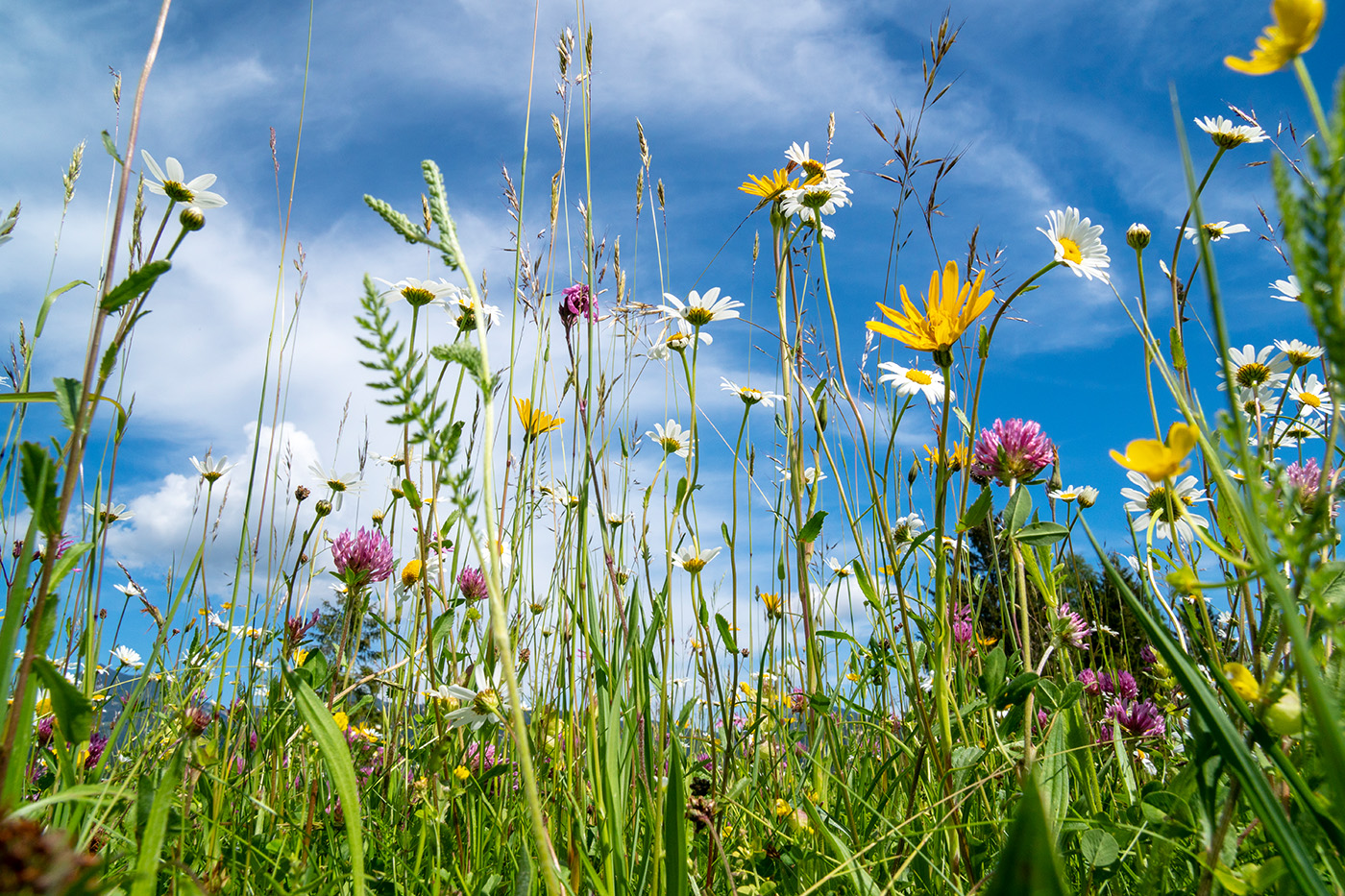 Nahaufnahme der blühenden Blumen auf Wiese im Frühling Nahaufnahme der blühenden Blumen auf Wiese im Frühling