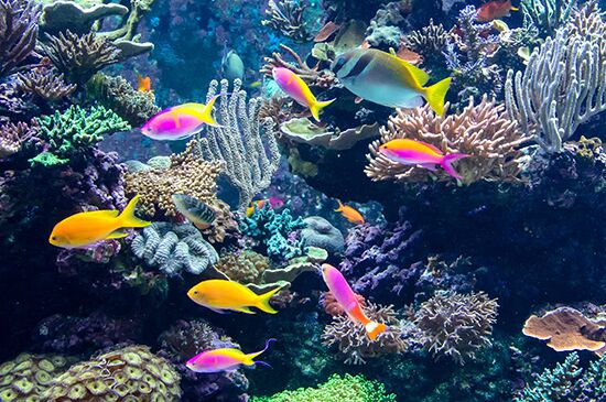 Bunte Fische und Korallen im Aquarium