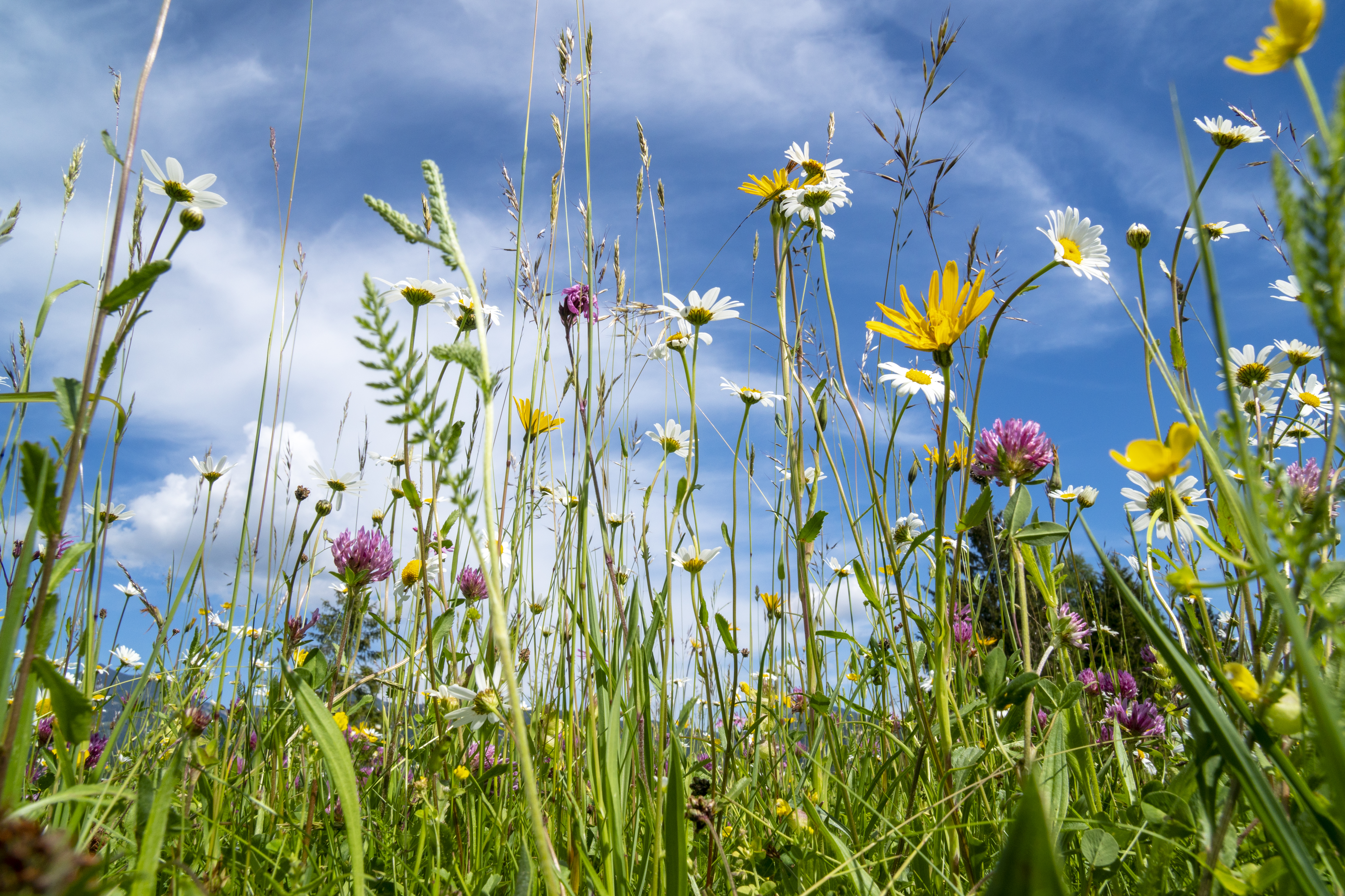 Nahaufnahme der blühenden Blumen auf Wiese im Frühling